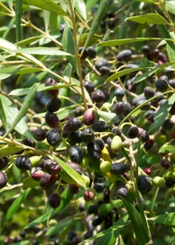 Olive 'Arbequina' (Olea Europea) -Sow Exotic Shop ArbequinaOliveTreesforsale SowExotic.com 2
