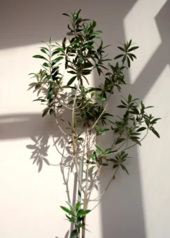 Olive 'Arbequina' (Olea Europea) -Sow Exotic Shop ArbequinaOliveTreesforsale SowExotic.com 3