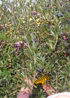 Olive 'Arbequina' (Olea Europea) -Sow Exotic Shop ArbequinaOliveTreesforsale SowExotic.com 4