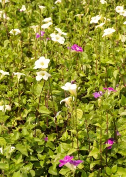 Asystasia, Chinese Creeping Foxglove (Asystasia Gangetica) -Sow Exotic Shop Asystasia ChineseCreepingFoxglove Asystasiagangetica beautifulfloweringvinesowexotic 4