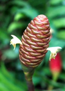 Awapuhi Shampoo Ginger (Zingiber Zerumbet) -Sow Exotic Shop Awapuhiavocado