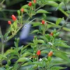 Bird Pepper (Capsicum Annuum Var. Glabriusculum)