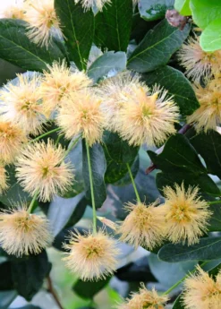 Black Bead (Pithecellobium Keyense) -Sow Exotic Shop BlackBeadPithecellobiumkeyenseNativeFruitTreesforSale SowExotic.com