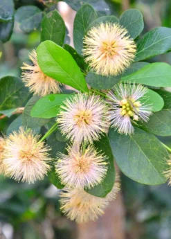 Black Bead (Pithecellobium Keyense) -Sow Exotic Shop BlackBeadPithecellobiumkeyenseNativeFruitTreesforSale SowExotic.com 1