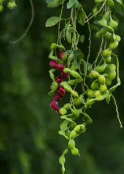 Black Bead (Pithecellobium Keyense) -Sow Exotic Shop BlackBeadPithecellobiumkeyenseNativeFruitTreesforSale SowExotic.com 2