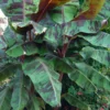 Blood Banana (Musa Acuminata Var. Zebrina)