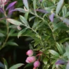 Blueberry 'Native Florida' (Vaccinium Darrowii)