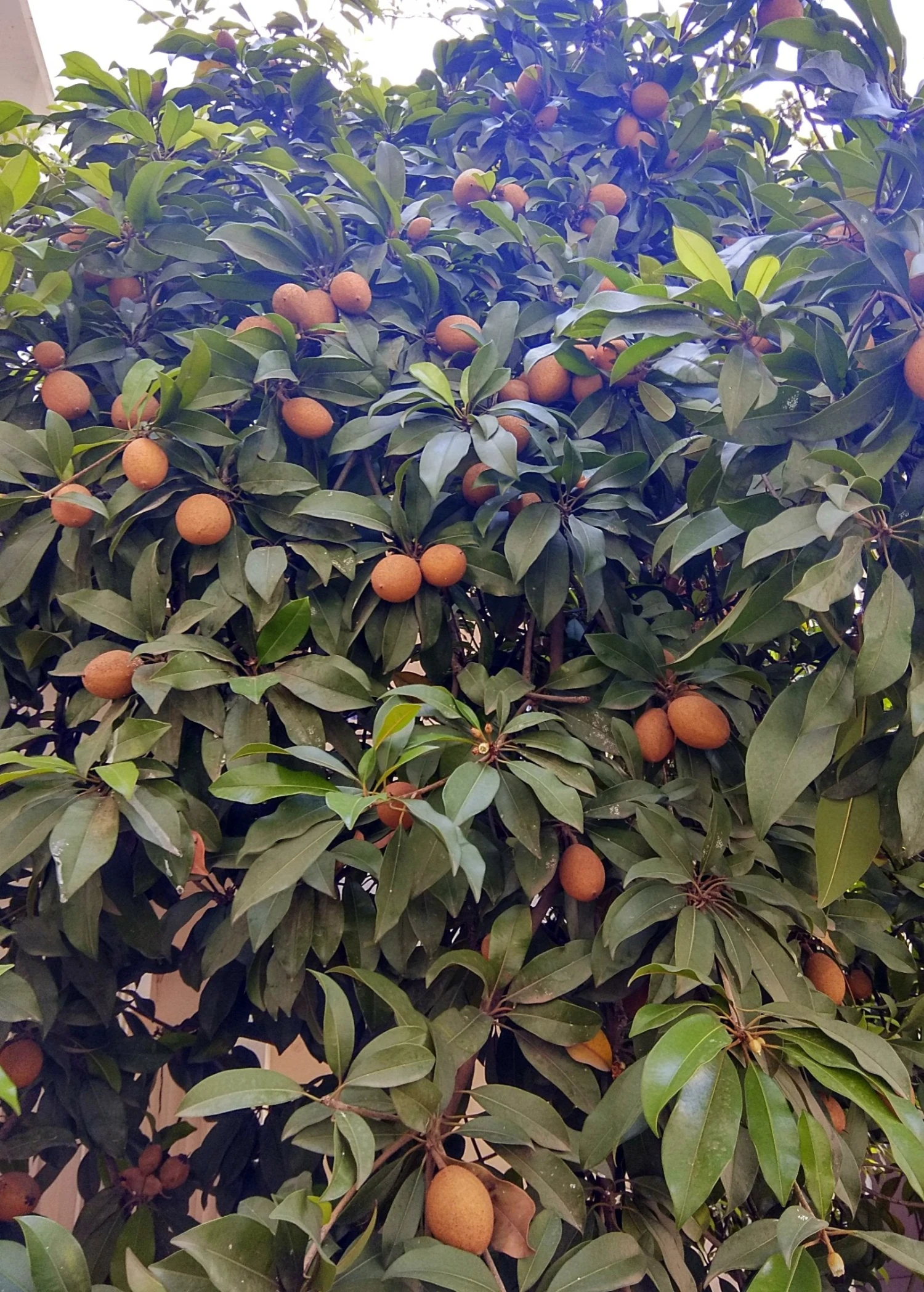 Mamey Sapote 'Magana' (Pouteria Sapota)