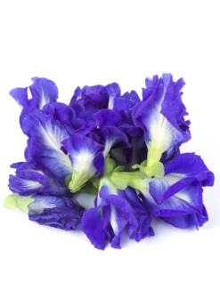 Butterfly Pea (Clitoria Ternatea) -Sow Exotic Shop ButterflyPea Clitoriaternatea sowexotic 1