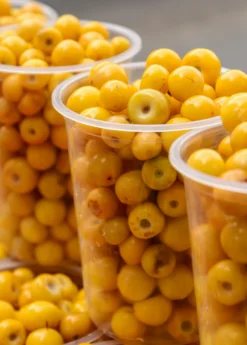 Nance (Byrsonima Crassifolia) 7 Nance (Byrsonima Crassifolia) -Sow Exotic Shop Byrsonima crassifolia nance fruit