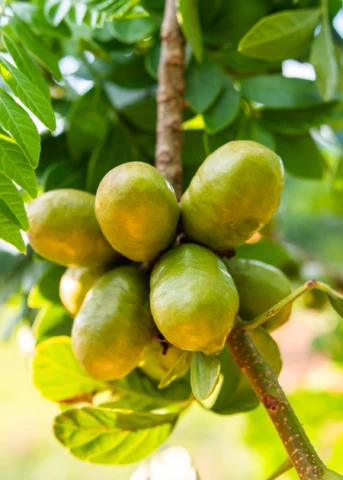 Jocote, Yellow (Spondias Mombin) 1 Jocote, Yellow (Spondias Mombin)