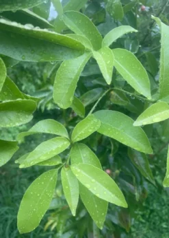 Gin Berry, Ginberry (Glycosmis Pentaphylla) 6 Gin Berry, Ginberry (Glycosmis Pentaphylla) -Sow Exotic Shop C99E6CD5 7E9D 4A38 8DFC 637FAC516D3D