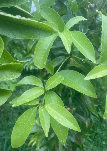 Gin Berry, Ginberry (Glycosmis Pentaphylla) 3 Gin Berry, Ginberry (Glycosmis Pentaphylla) - Image 3
