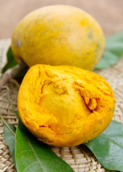 Canistel 'Bruce' (Pouteria Campechiana)