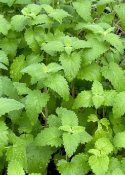 Catnip (Nepeta Cataria) -Sow Exotic Shop Catnip Nepetacataria