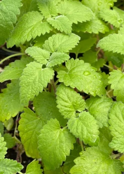 Catnip (Nepeta Cataria) -Sow Exotic Shop Catnip Nepetacataria 1