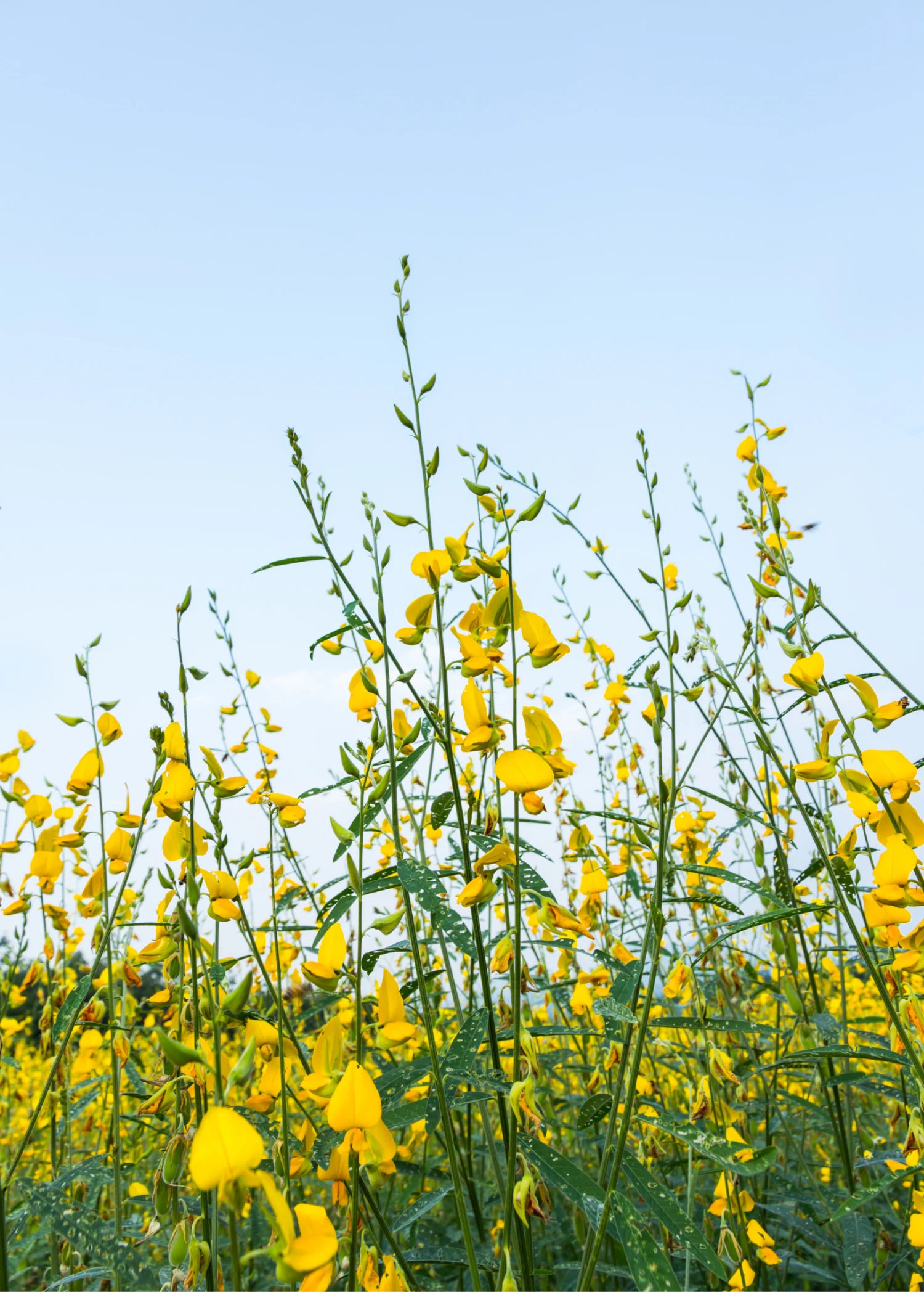 Chipilín (Crotalaria Longirostrata) 1 Chipilín (Crotalaria Longirostrata)