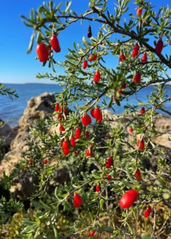 Christmasberry (Lycium Carolinianum) 13 Christmasberry (Lycium Carolinianum) -Sow Exotic Shop Christmasberry Lyciumcarolinianum liveplantsforsale SowExotic.com 1