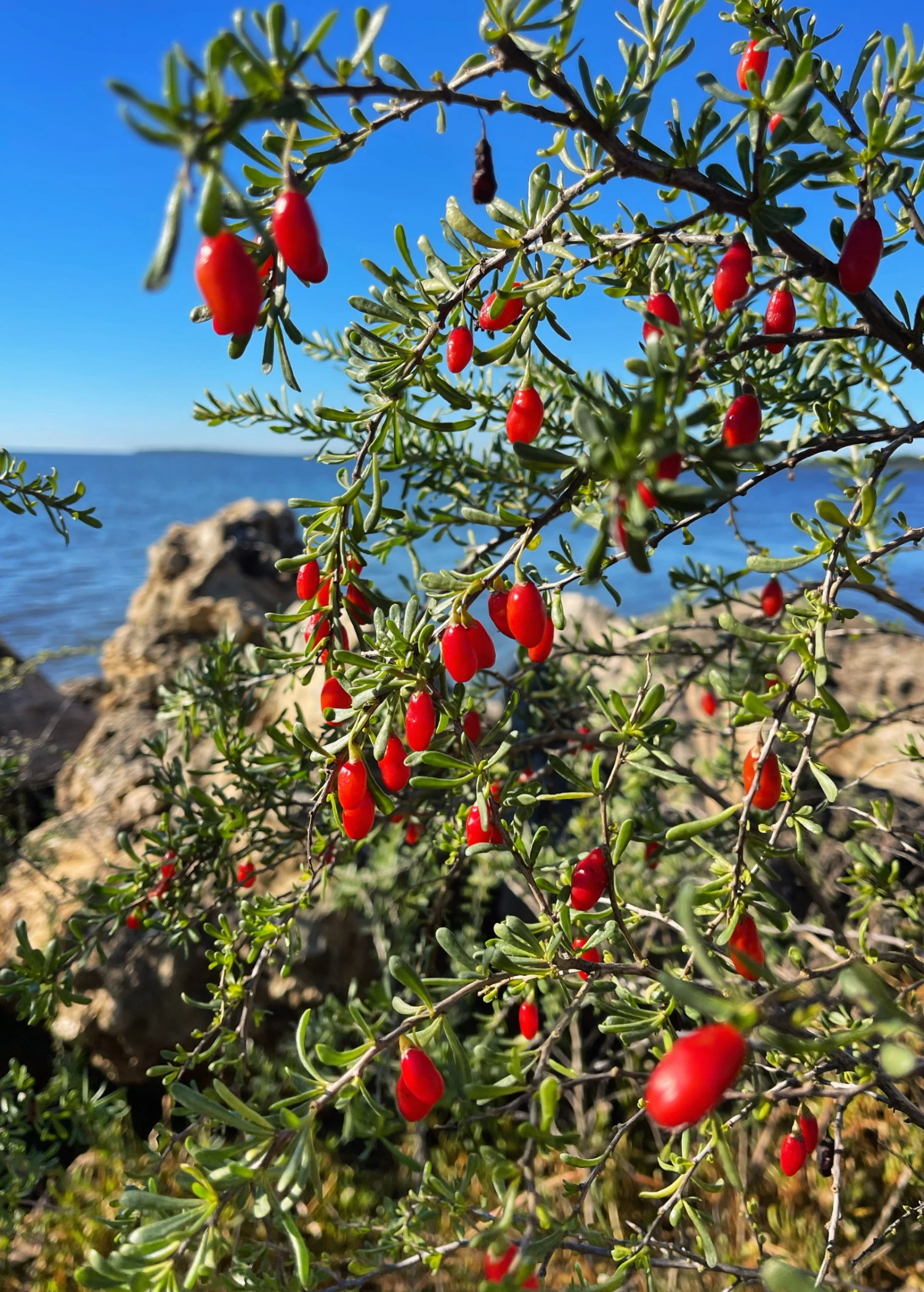 Christmasberry (Lycium Carolinianum) 5 Christmasberry (Lycium Carolinianum) - Image 5