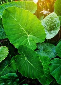 Taro 'Chinese Bun Long' (Colocasia Esculenta) -Sow Exotic Shop Colocasia esculenta taro bung long