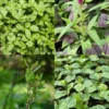 Summer Greens Bundle: Malabar Spinach, Molokhia, Longevity Spinach & Lagos Spinach