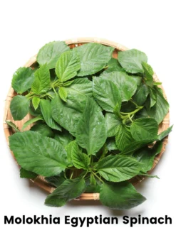 Summer Greens Bundle: Malabar Spinach, Molokhia, Longevity Spinach & Lagos Spinach -Sow Exotic Shop CopyofBananaBundleforSale SowExotic.com 13
