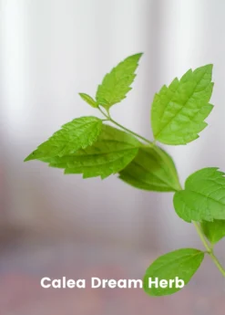 Sleepy Herb Bundle: Valerian Root, African Dream Root & Calea Dream Root -Sow Exotic Shop CopyofBananaBundleforSale SowExotic.com 9