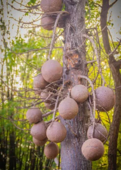 Cannonball Tree (Couroupita Guianensis) 11 Cannonball Tree (Couroupita Guianensis) -Sow Exotic Shop CouroupitaguianensisCannonballFruitTreeForSale SowExotic.com