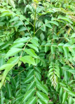 Curry Leaf (Murraya Koenigii)