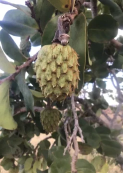 Mountain Soursop (Annona Montana)