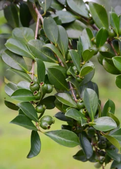 Guava, Strawberry (Psidium Cattleianum) -Sow Exotic Shop DSC 3247