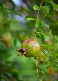 Pomegranate 'Vietnamese Pink' (Punica Granatum) -Sow Exotic Shop DSC 3267
