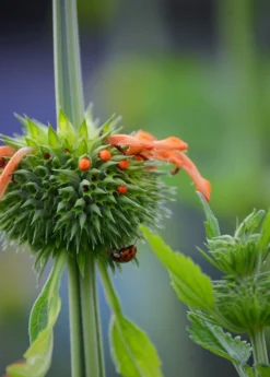 Klip Dagga (Leonotis Nepetifolia) -Sow Exotic Shop DSC 3350