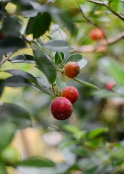 Guava, Strawberry (Psidium Cattleianum) -Sow Exotic Shop DSC 3696