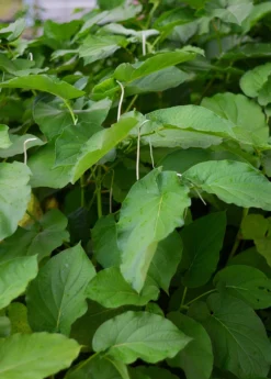 Hoja Santa (Piper Auritum) -Sow Exotic Shop DSC 3834