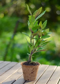 Longevity Spinach (Gynura Procumbens) -Sow Exotic Shop DSC 4493