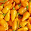 Datil Pepper (Capsicum Chinense)