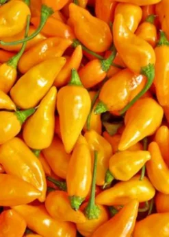Datil Pepper (Capsicum Chinense)