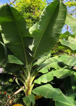 Banana 'Dwarf Cavendish' (Musa Acuminata) -Sow Exotic Shop DwarfCavendishBananaSowExoticMusaacuminataliveplantforsale 2
