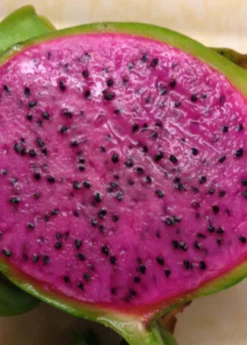 Dragon Fruit 'Edgar's Baby' (Hylocereus Stenopterus X Hylocereus Guatemalensis)