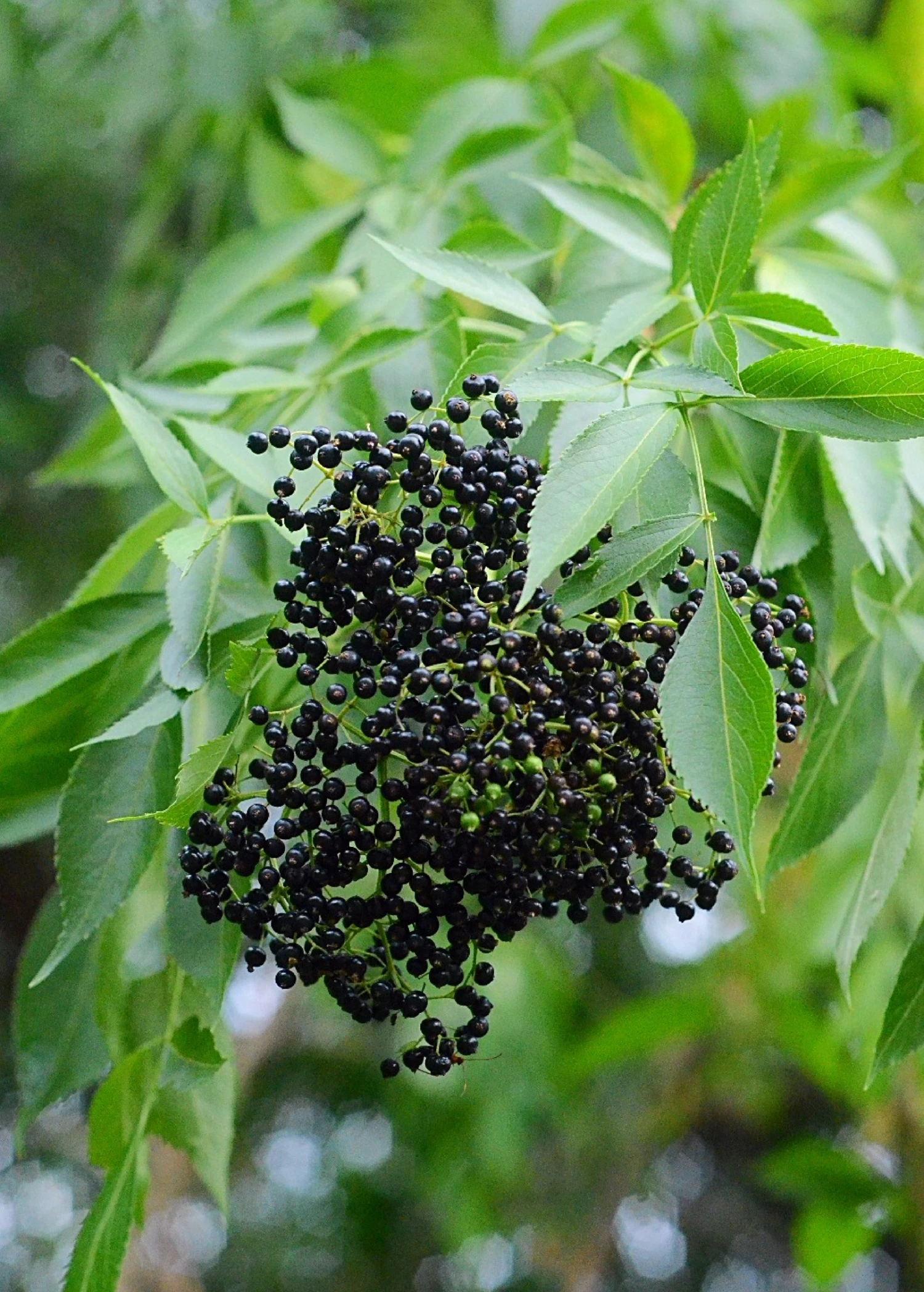 Elderberry, Florida Native (Sambucus Canadensis) 1 Elderberry, Florida Native (Sambucus Canadensis)