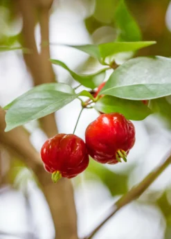 Surinam Cherry Seedling (Eugenia Uniflora) -Sow Exotic Shop Eugenia uniflora surinam cherry fruit