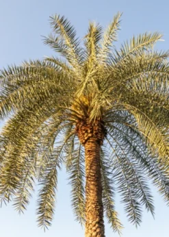 Sylvester Palm (Phoenix Sylvestris)