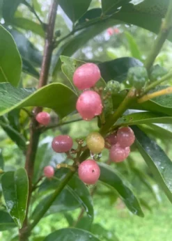 Gin Berry, Ginberry (Glycosmis Pentaphylla) 7 Gin Berry, Ginberry (Glycosmis Pentaphylla) -Sow Exotic Shop F8473651 E113 47E4 A0C0 B320B1E61BC9