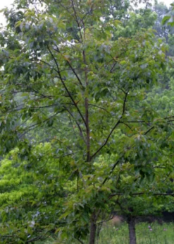 Persimmon Seedling 'Florida Native' (Diospyros Virginiana) -Sow Exotic Shop FloridaNativePersimmonSeedlingFruitTreesforSale SowExotic.com