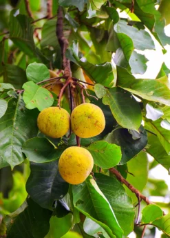Santol (Sandoricum Koetjape) -Sow Exotic Shop Fresh santol on tree