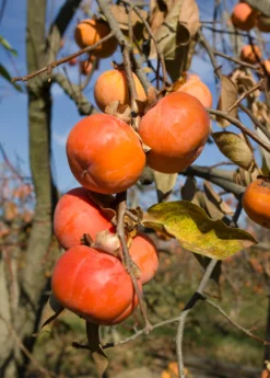 Persimmon 'Fuyu' (Diospyros Kaki)