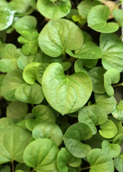 Giâp Cá, Fish Mint (Houttuynia Cordata) -Sow Exotic Shop Houttuyniacordatafishmintplantforsalesowexotic