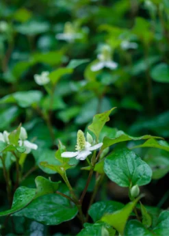 Giâp Cá, Fish Mint (Houttuynia Cordata) -Sow Exotic Shop Houttuyniacordatafishmintplantforsalesowexotic 1