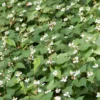 Giâp Cá, Fish Mint (Houttuynia Cordata)